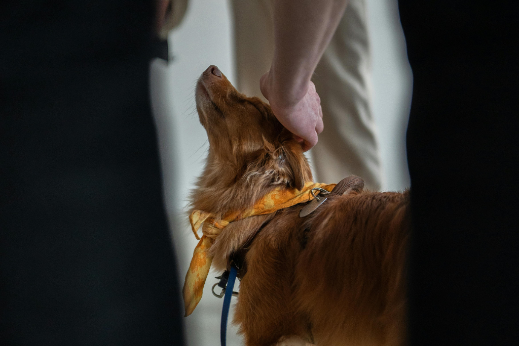 Guarda Compartilhada de Pets: Nova Lei e Como Funciona
